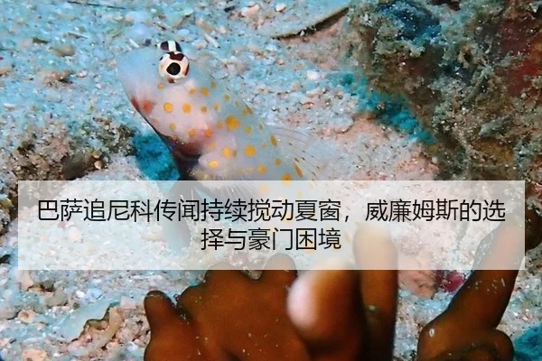 巴萨追尼科传闻持续搅动夏窗，威廉姆斯的选择与豪门困境